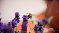 Ackerhummel am Lavendel - NIKON D7200 mit SIGMA Tele-Zoom DC 18-250mm 1:3,5-6,3 HSM MACRO