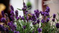 Biene am Lavendel - NIKON D3100 mit Tamron 70-300mm MACRO