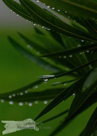 Oleander im Regen - NIKON D7200 mit TAMRON SP 70-300mm VCD VI OS