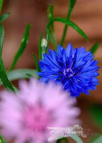 Blaue Kornblume - NIKON D7200 mit SIGMA Tele-Zoom DC 18-250mm 1:3,5-6,3 HSM MACRO