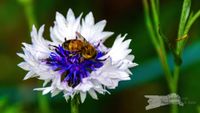 Wei&szlig;-blaue Kornblume mit Bienchen - NIKON D7200 mit SIGMA Tele-Zoom DC 18-250mm 1:3,5-6,3 HSM MACRO