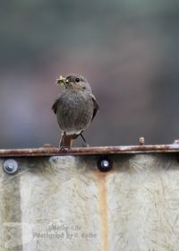 Hausrotschwanz-M&auml;dchen mit Nistmaterial