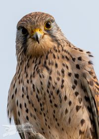 Turmfalken-Weibchen - Portrait