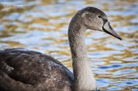 Junger H&ouml;ckerschwan im Main