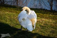 Erwachsener H&ouml;ckerschwan in den Mainwiesen