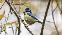 Blaumeise im Baum am Main