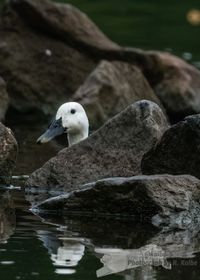 Albino-Entchen im Main