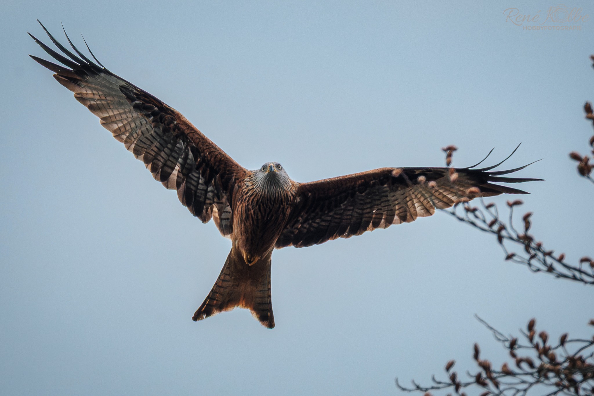 Rotmilan (Milvus Milvus)