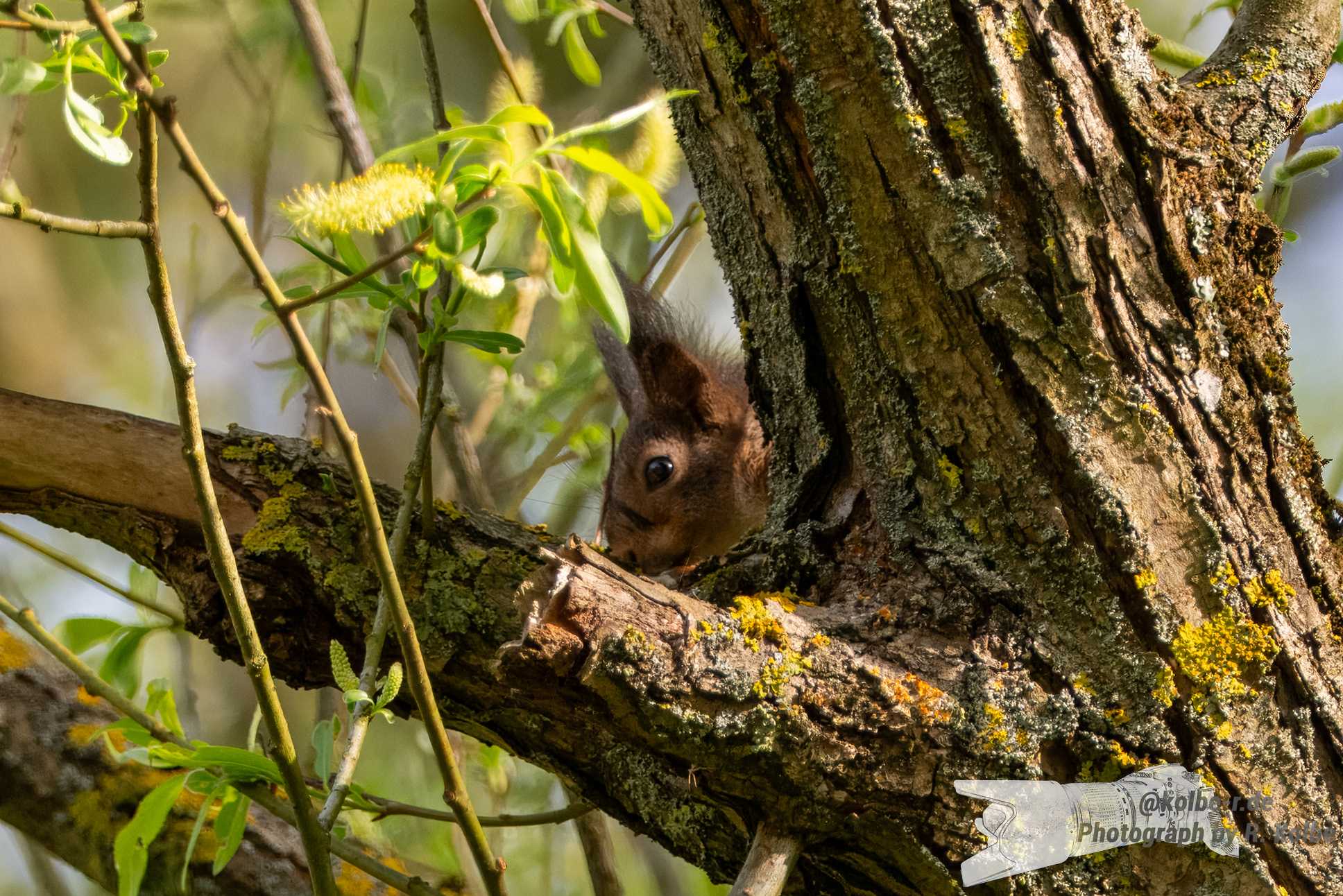 Eichhörnchen beim Frühstück