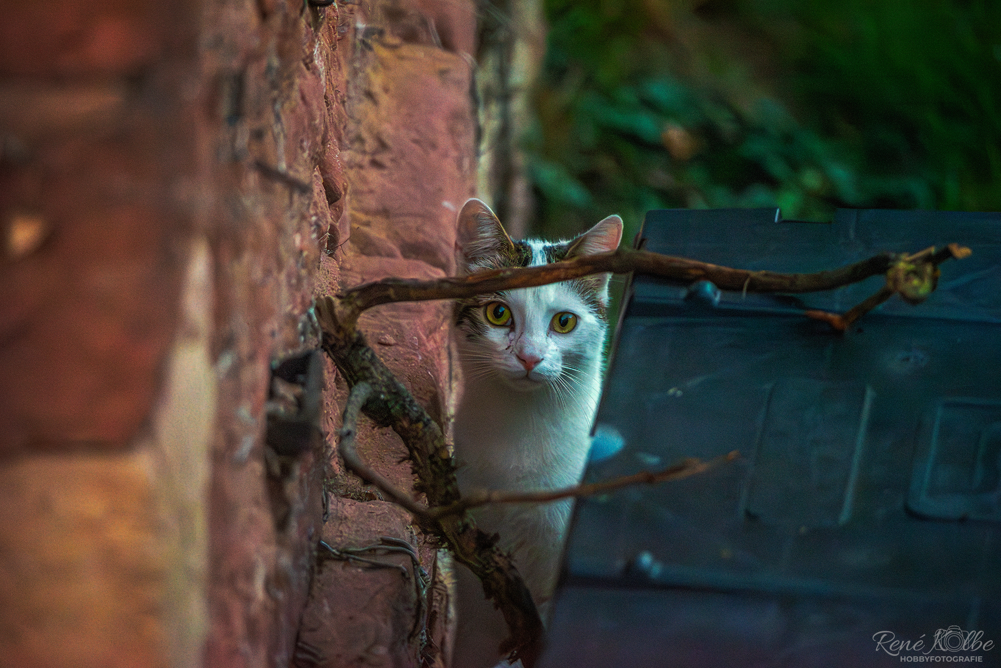 Katze auf Streifzug