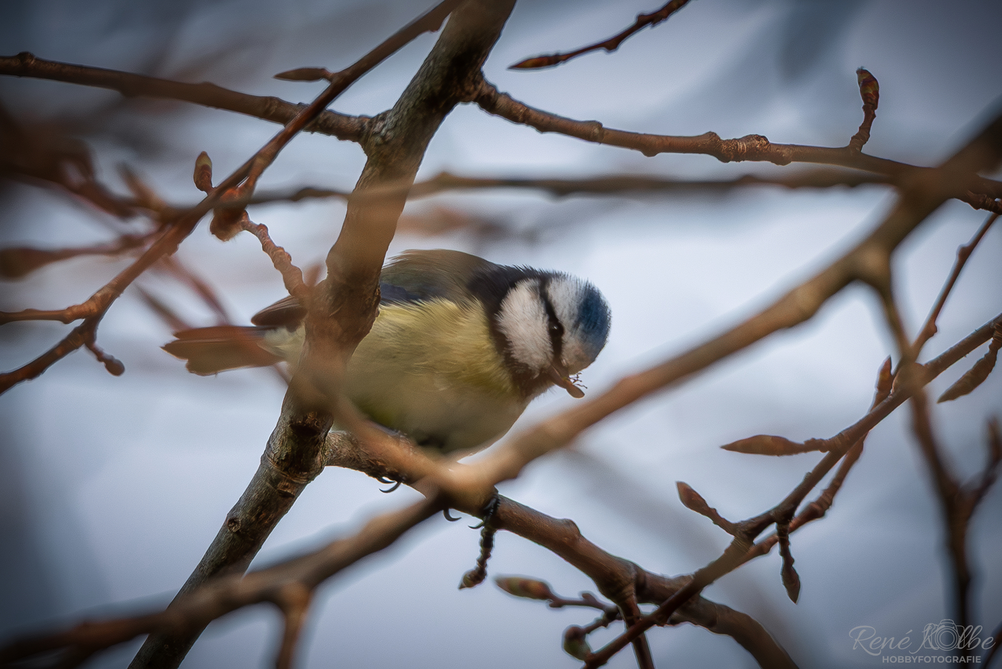 Blaumeise mit Beute