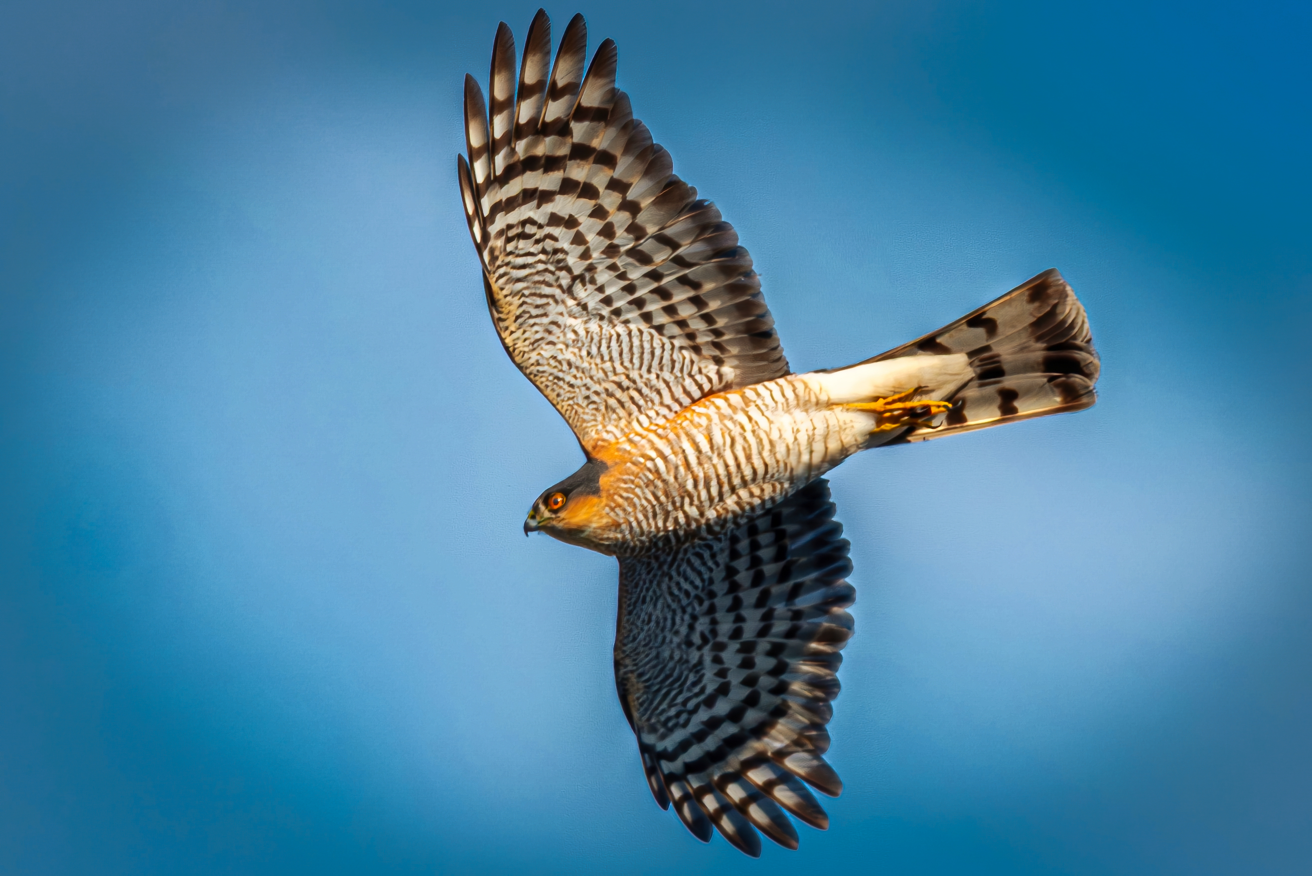 Sperber im Überflug