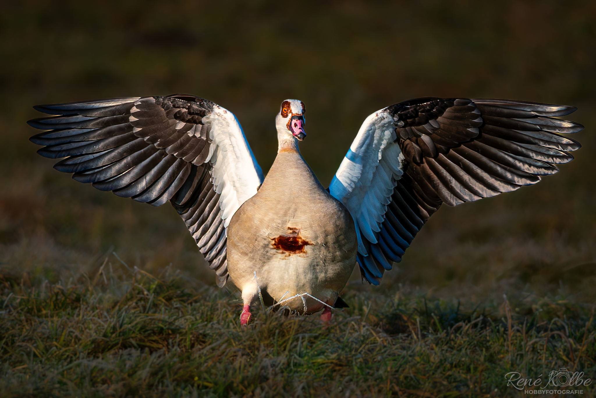 Nilgans gelandet