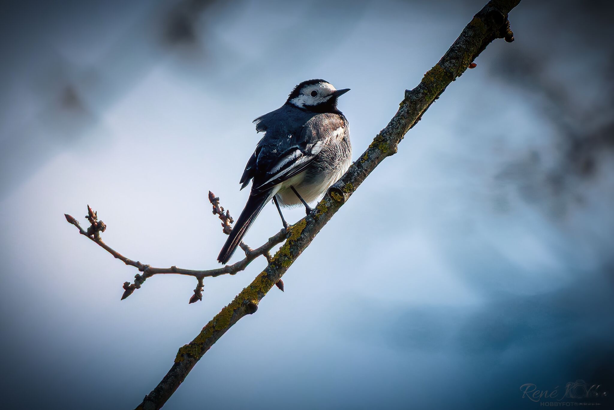 Bachstelze im Baum