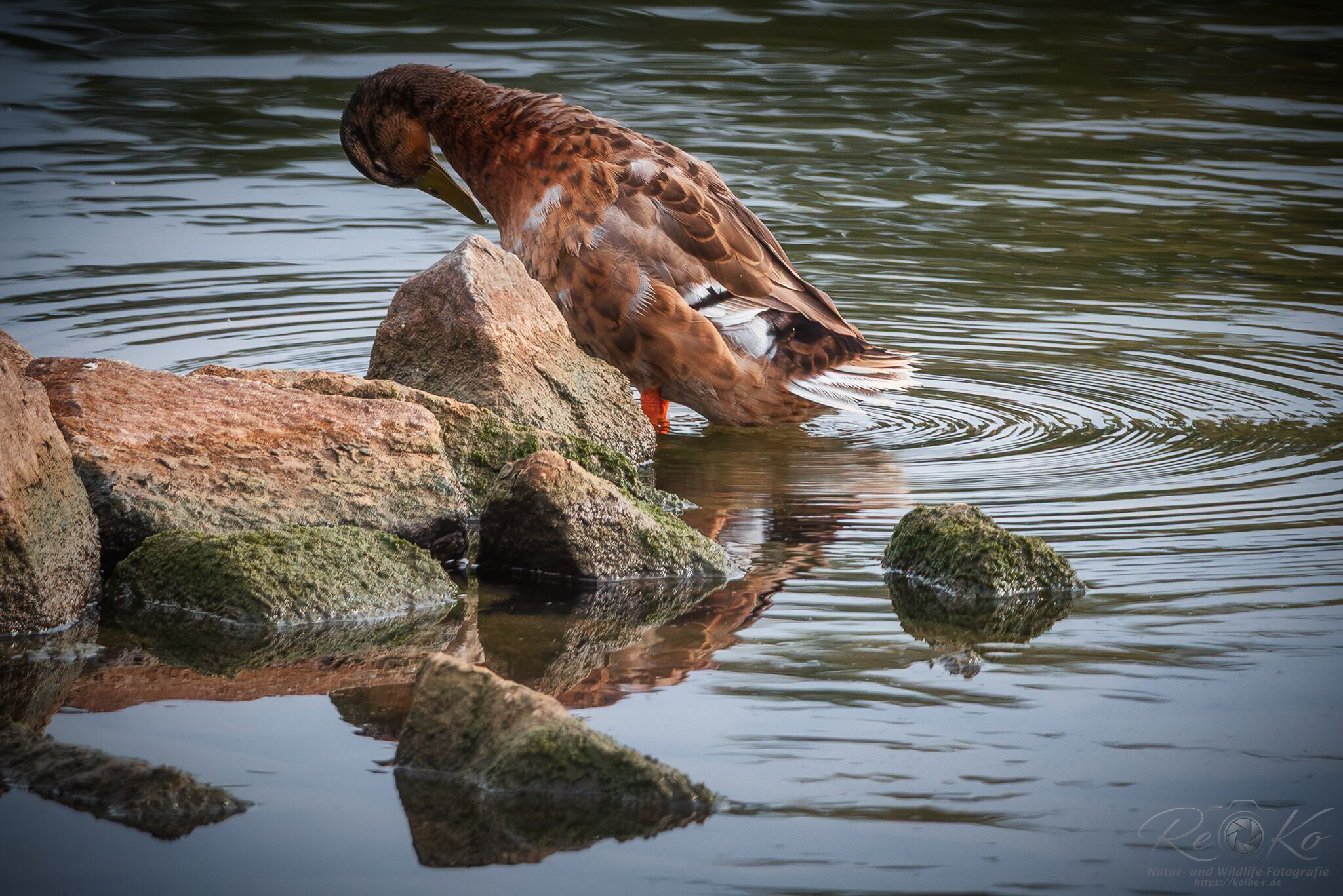 Stockente beim Putzen