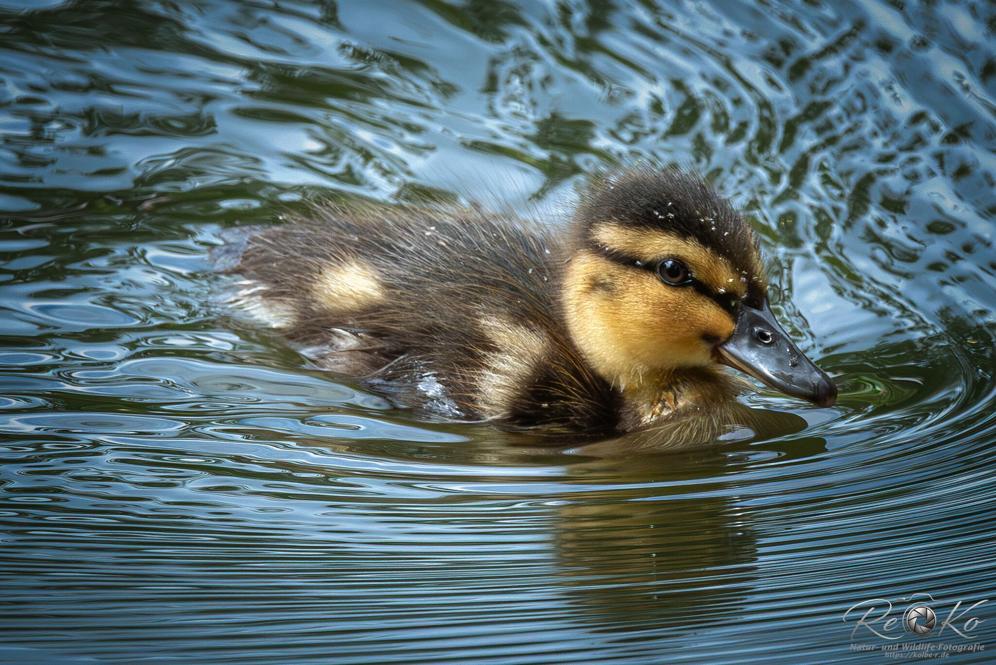 Stockenten-Baby